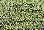 Olivenöl-Müller _1